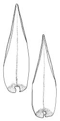 Dicranoloma obesifolium, leaves. Drawn from A.J. Fife 8434, CHR 464665, and W. Martin 550.1, CHR 528805.
 Image: R.C. Wagstaff © Landcare Research 2018 